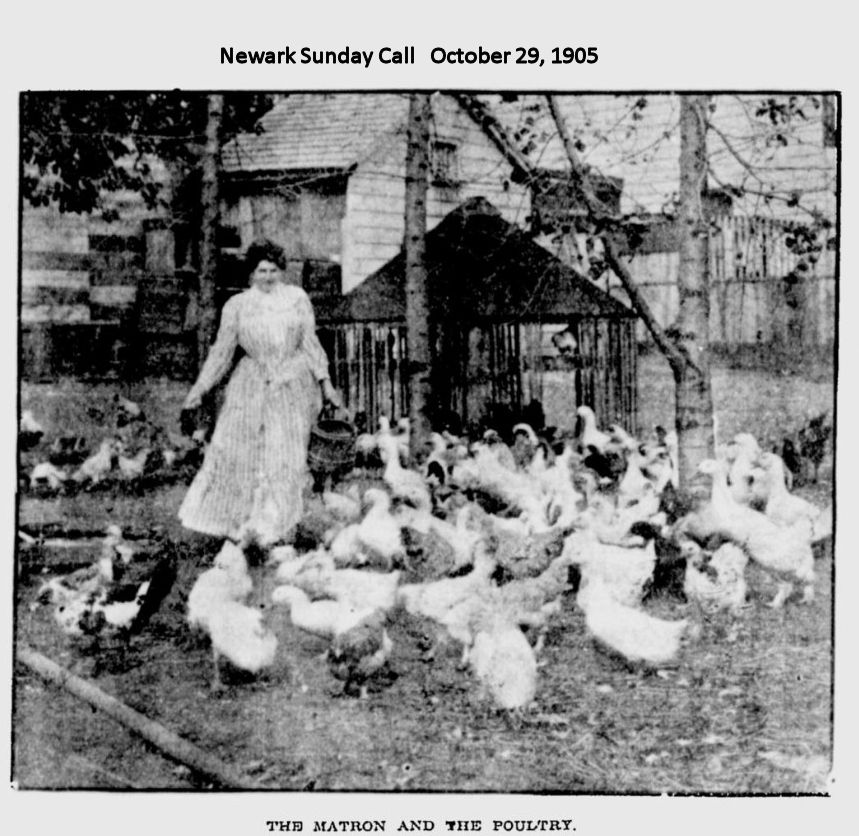 The Matron and the Poultry
October 29, 1905
